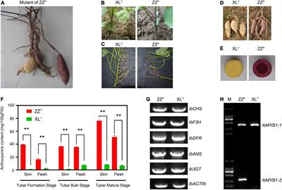 Comparative transcriptome analysis of purple-fleshed sweet potato and its yellow-fleshed mutant provides insight into the transcription factors involved in anthocyanin biosynthesis in tuberous root